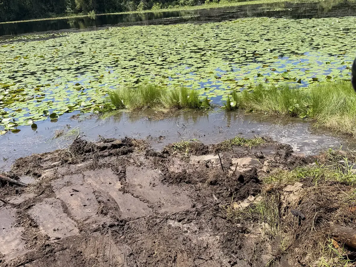 Freshly worked soil along the edge of a pond with aquatic vegetation beyond.