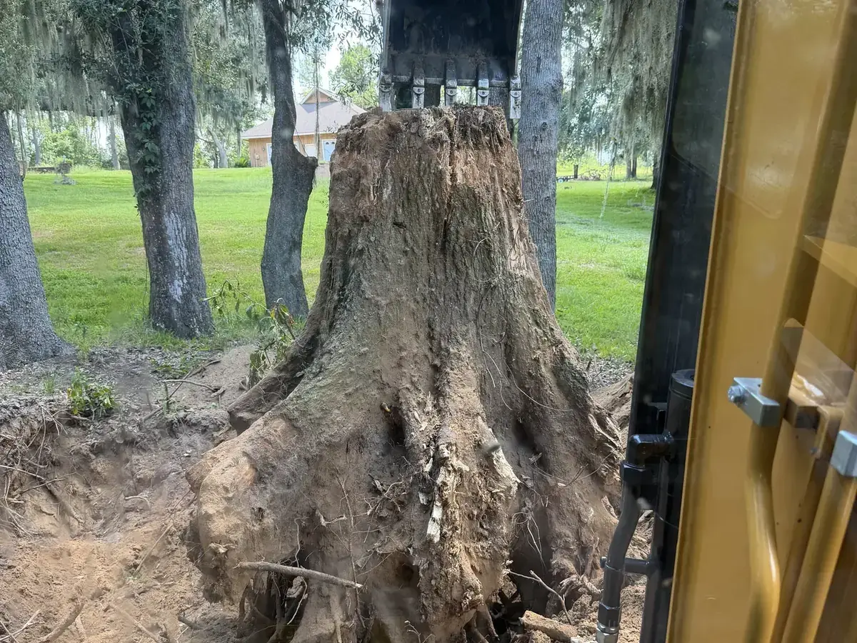 Excavator bucket at a large stump with exposed roots and disturbed soil.
