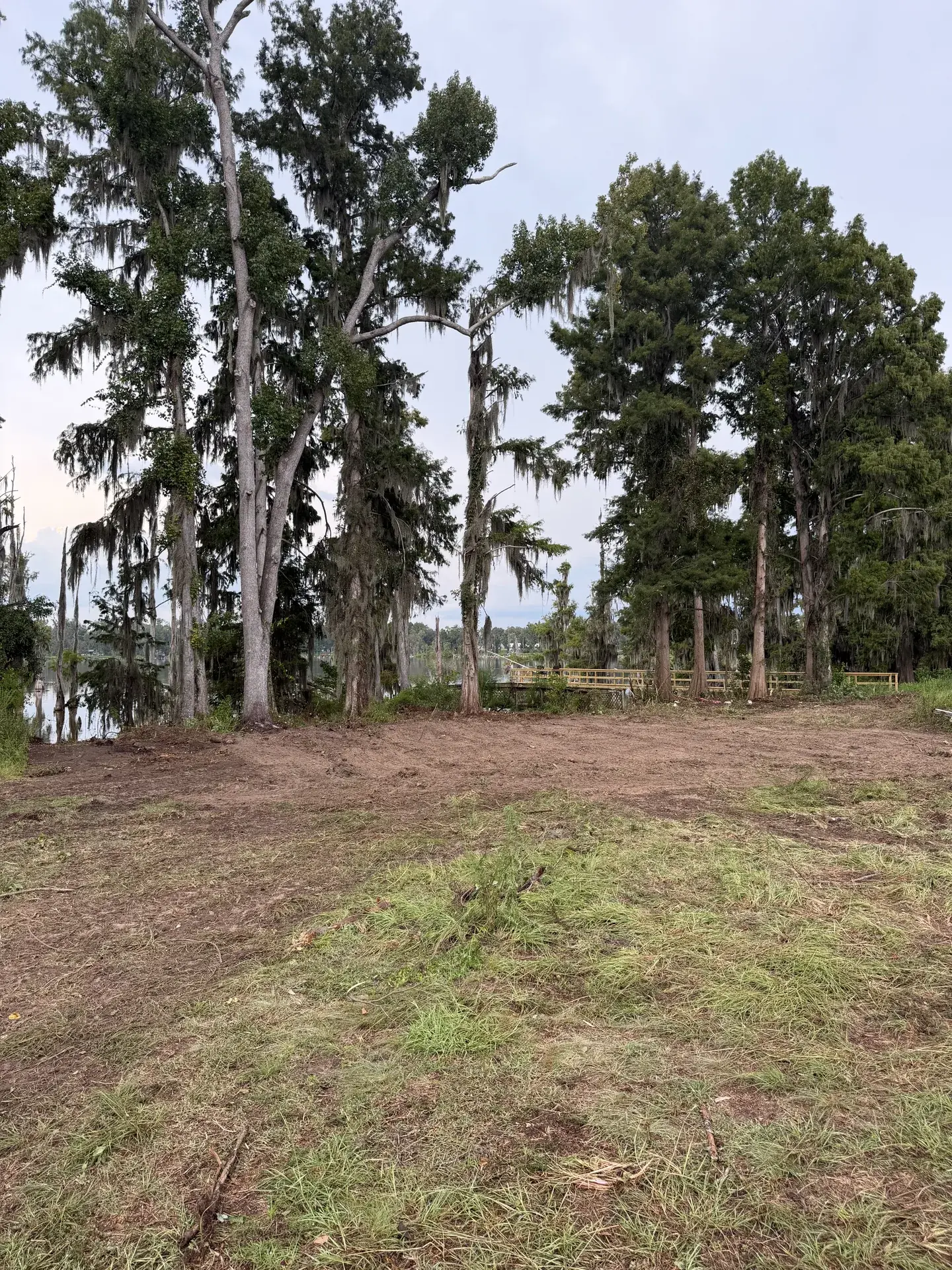 Opened ground with tall trees retained along the edge of the work area.